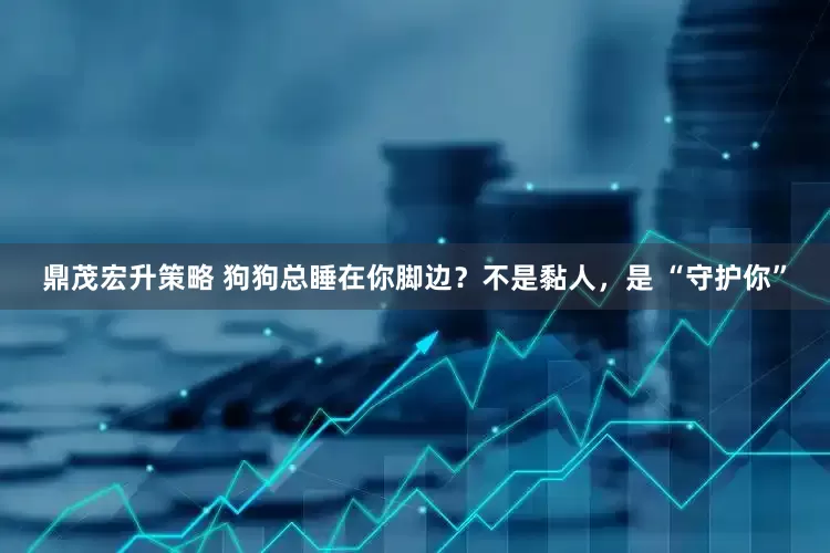 鼎茂宏升策略 狗狗总睡在你脚边？不是黏人，是 “守护你”